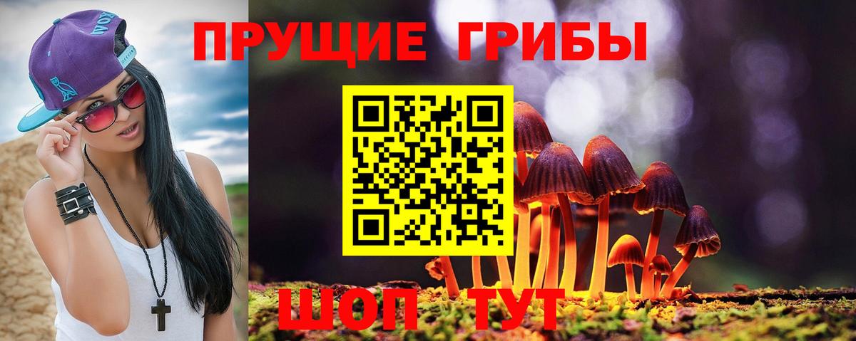 Псилоцибиновые грибы мицелий Заводоуковск